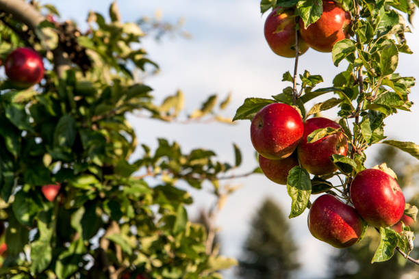 istock Sweet red apples hanging from a branch in organic orchard 1281699600