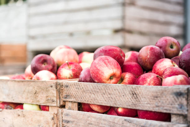 cajas de madera llenas de manzanas rojas maduras después de la cosecha - apple fotografías e imágenes de stock