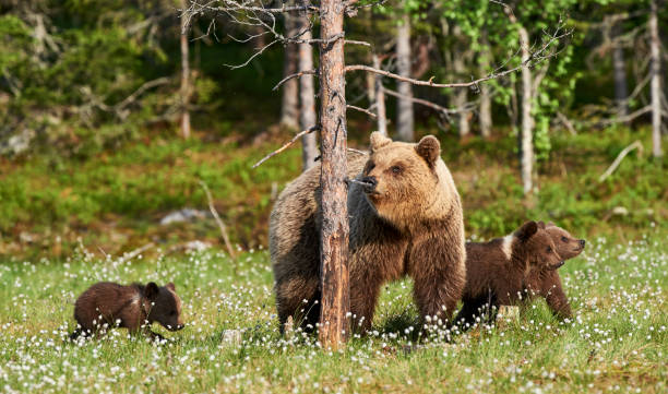 istock Female brown bear and her cubs 1281700108