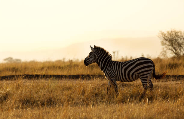istock Zebra in savannah during mornng hours at Masai Mara 1281700173