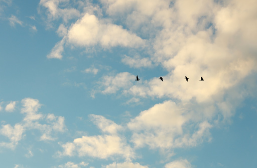 Low angle view of four Canada Geese flying east above British Columbia.