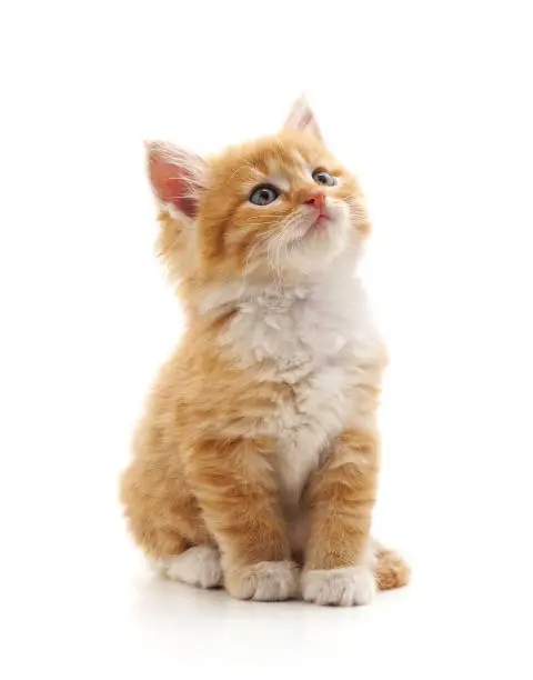 Kitten looking up isolated on a white background.