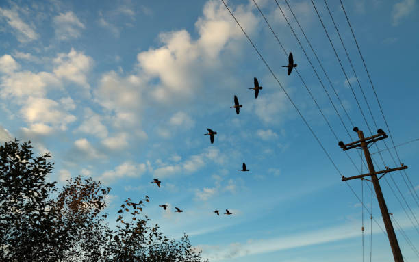 flock of birds