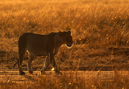 Lioness in the morning golden light, Masai Mara