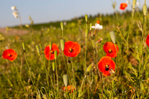 istock red poppies in the agricultural field 1281701554