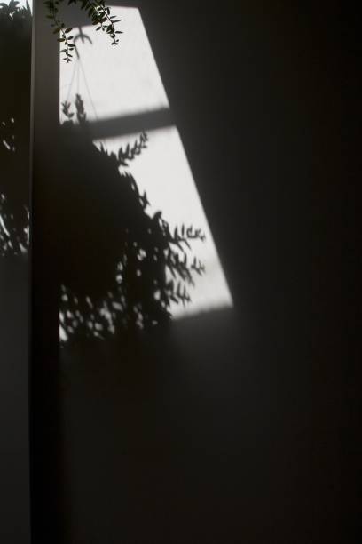 istock Indoor fern plant shadow 1281701679
