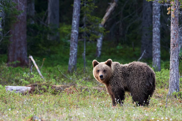 istock Brown bear in the finnish taiga 1281701758