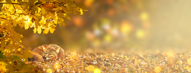 Autumn fabulous banner with red fox vulpes and branches with fall golden yellow maple leaves in fantasy forest on background of orange autumnal foliage and shiny glowing bokeh, place for your text, Indian summer.