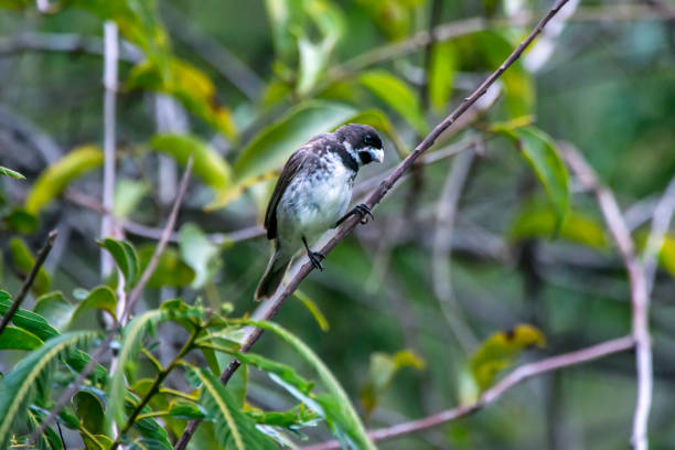 istock Double collared Seedeater photographed in Caparao, Espirito Santo. 1281701872