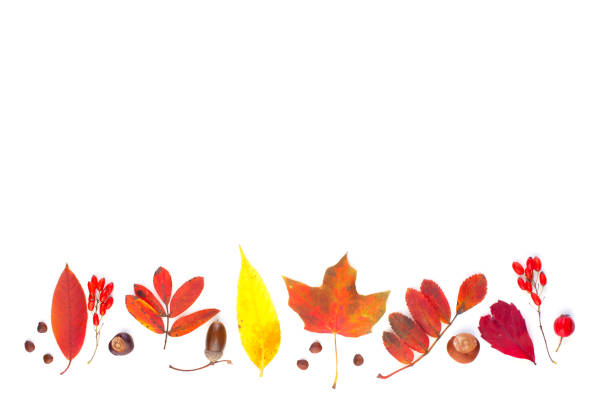 Autumn composition border with red fall maple leaves, nuts and berries isolated on white