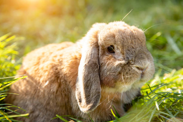 Rabbit fold-eared mini lop sits on the lawn. Little rabbit in the grass. stock photo