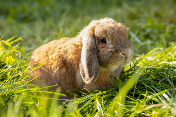 Rabbit fold-eared mini lop sits on the lawn. Little rabbit in the grass. stock photo