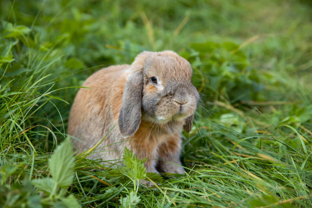 Rabbit fold-eared mini lop sits on the lawn. Little rabbit in the grass. stock photo