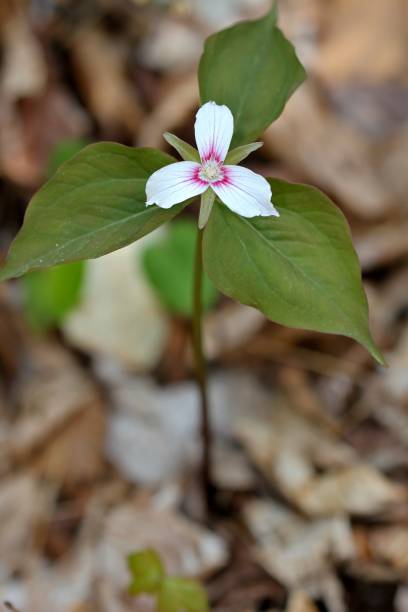 istock Corrugated trille / Trillium undulatum / Painted Trillium 1281703904