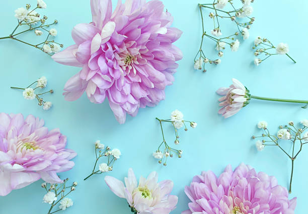 istock beautiful flowers on a colored background 1281704915