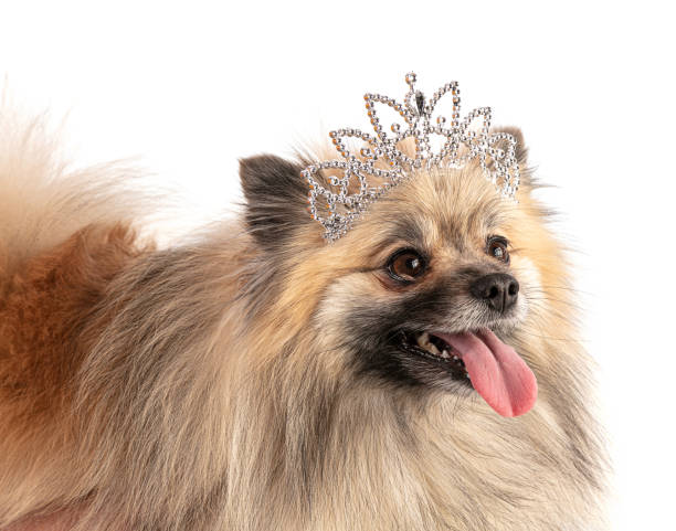 istock Brown Pomeranian Sheepdog with a princess crown 1281705175