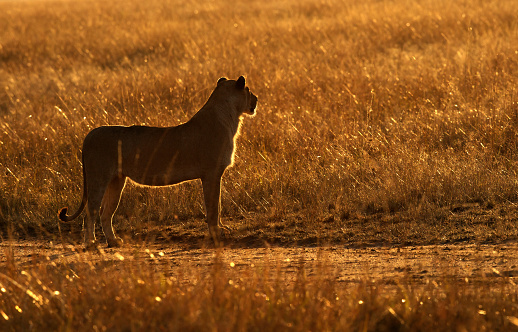 Lioness observing in the morning light, Masai Mara