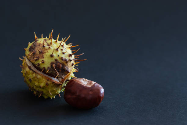 fresh close-up green spiny chestnut just from the tree with brown nut - sweet food chestnut yellow brown imagens e fotografias de stock