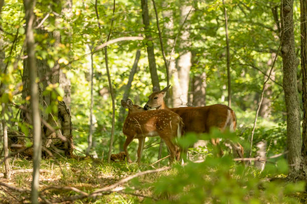istock White-tailed deer. Hind with fawn on a forest. 1281707236