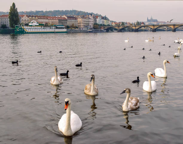 istock Many waterfowl in Prague on the Vltava river 1281708191