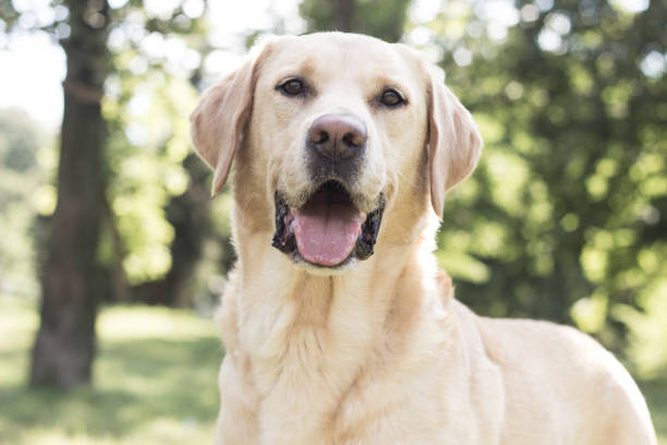 istock Smiling labrador dog in the city park 1281708623
