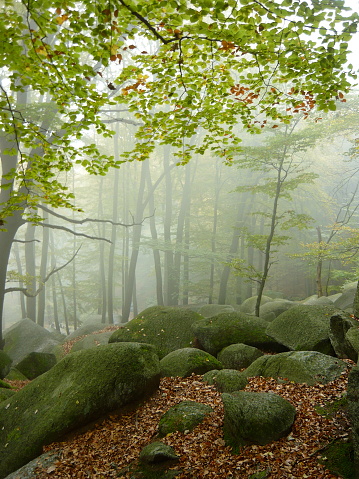Green forest amongst mist and rocks