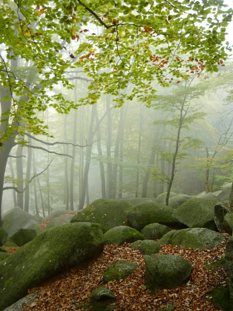misty green forest - tree tree trunk forest glade imagens e fotografias de stock