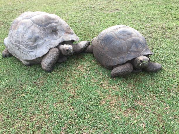 istock giant tortoise in seychelles island 1281710393