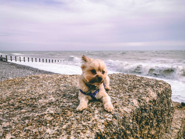 Dog on the Rocks stock photo