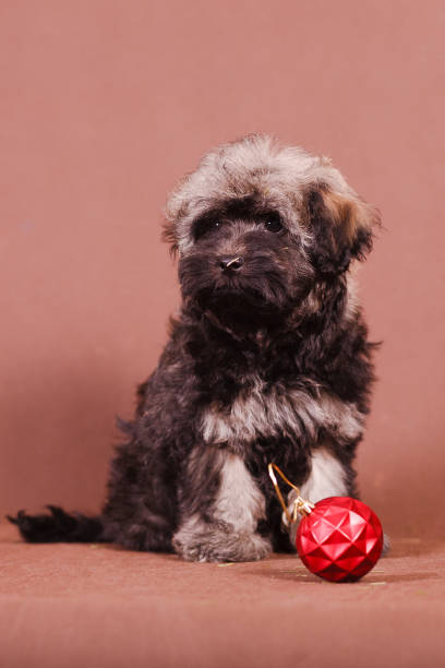 cachorrinho com uma bola de natal em um fundo marrom - small munsterlander - fotografias e filmes do acervo