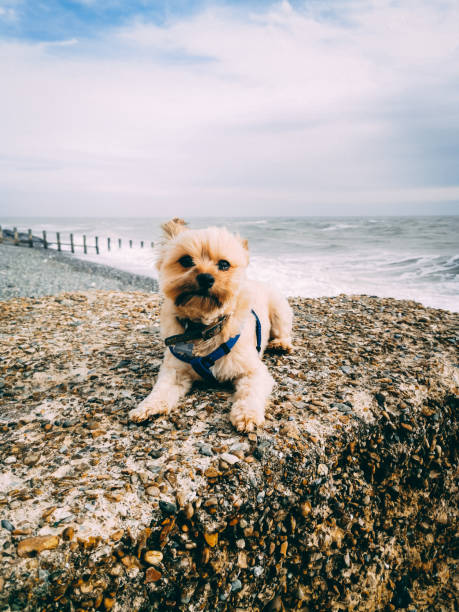 Dog with a sea view stock photo