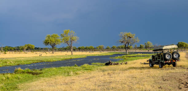 safari safari in safari nella zona di savuti in botswana. - riserva di savuti foto e immagini stock