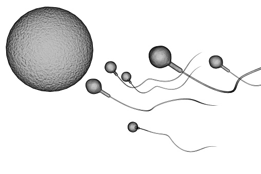 Swimming sperm race to impregnate a fertile human egg 3D illustration