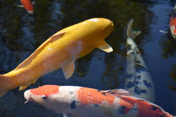 istock Koi Fishes in a pond 1281714381