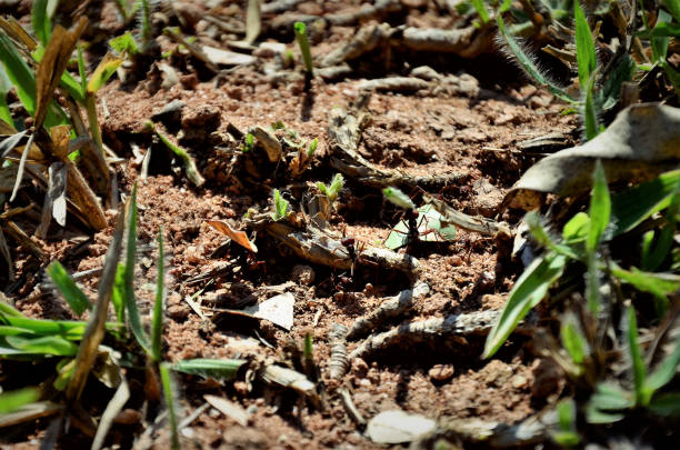 Ant worker Atta in anthill mouth carrying chopped leaves