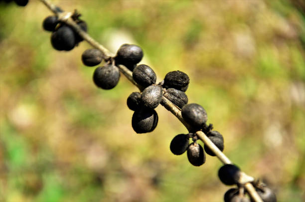 istock A branch filled with dry coffee in the backyard 1281716004