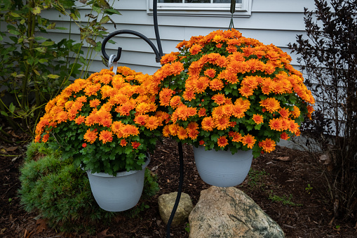 Orange chrysanthemums in hanging pots in the garden