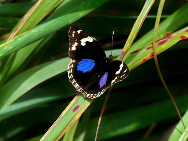 istock Dark Blue Pansy (Junonia Oenone) butterfly on teagrass leaf 1281716743