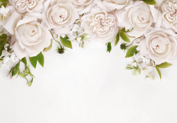 istock Delicate blossoming pink and white rose flowers frame, blooming pastel festive background 1281716842