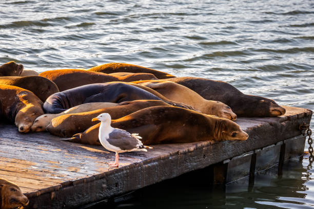 istock USA San Francisco pier 1281719035