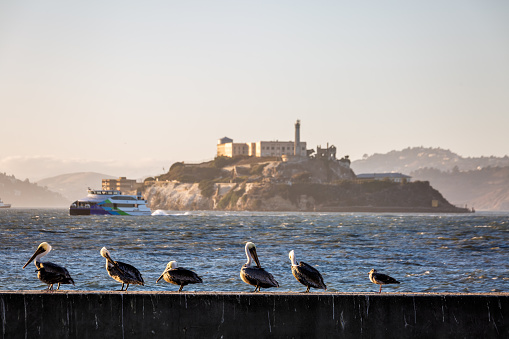 Seagulls and Alcatraz prison near Pier 39 Fisherman's Wharf has become a major tourist attraction at San Francisco, USA.