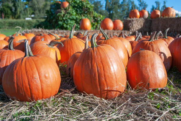 istock Group of orange pumpkins 1281719240