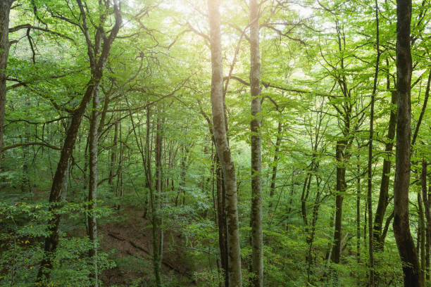 istock Trees in the mountain forest at evening time. 1281721010