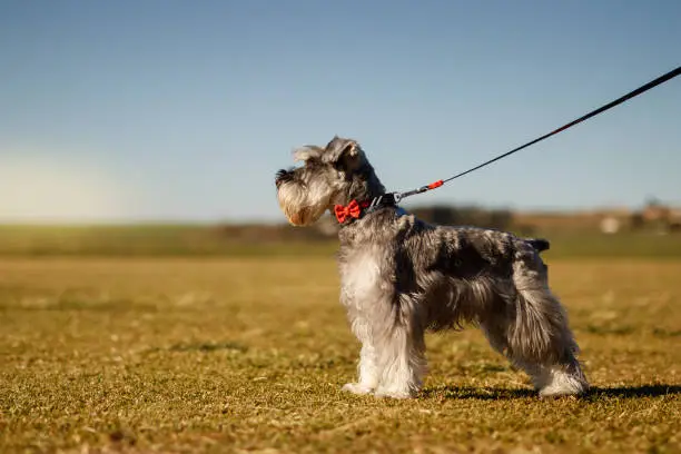 It is a picture os a schnauzer on a grassy field. It is a sunny day with a blue sky on the background.