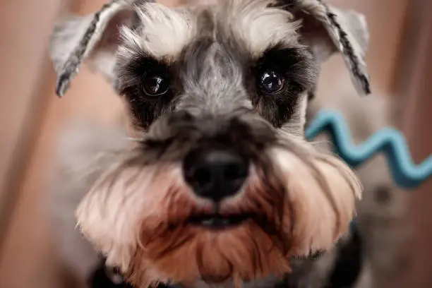 It is a close up portrait of a schnauzer looking to the camera.