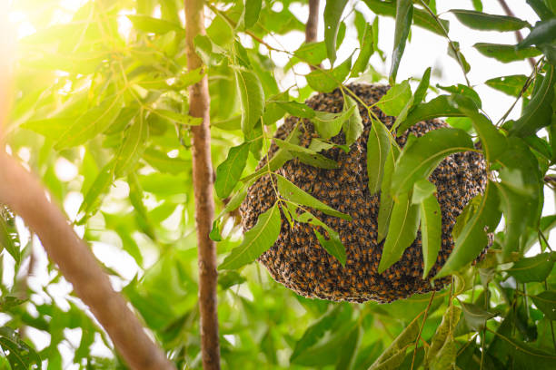пчелы гнездятся в саду на ветке сиамского дерева нима в таиланде. - bee swarm of insects beehive tree стоковые фото и изображения