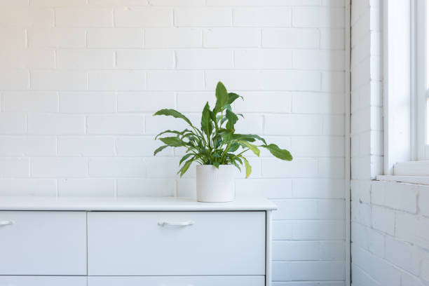 istock Pot plant on white sideboard next to window 1281722104