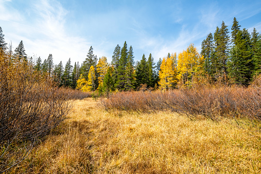 Autumn landscape with trees changing colors in an open field.