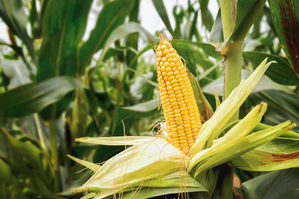 istock fresh corn on stalk in field with sunshine in morning light 1281725273