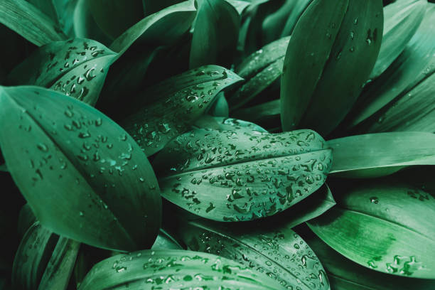 istock green leaf with rain drop in nature 1281725279